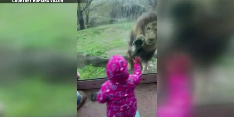 kids-get-a-'high-five'-from-franklin-park-zoo-lion-during-rare-interaction-with-visitors-–-whdh