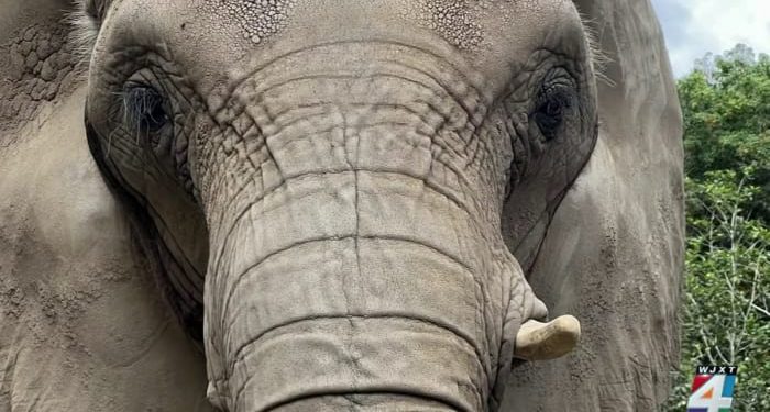 lonely,-partially-blind-elephant-rescued-from-puerto-rico-zoo-lands-at-jacksonville-airport-…