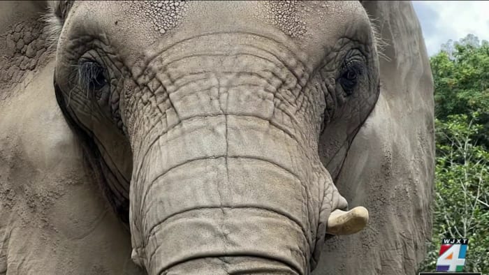 lonely,-partially-blind-elephant-rescued-from-puerto-rico-zoo-lands-at-jacksonville-airport-…