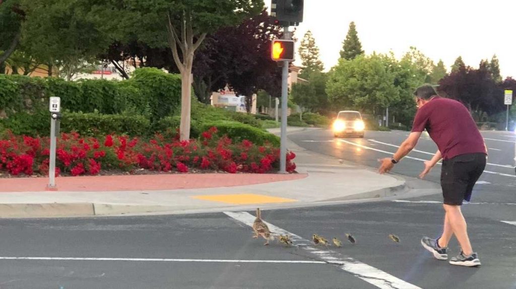 man-hit-by-car-in-rocklin,-killed,-after-helping-ducks-cross-road-–-kcra