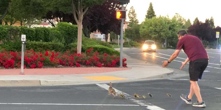 man-hit-by-car-in-rocklin,-killed,-after-helping-ducks-cross-road-–-kcra