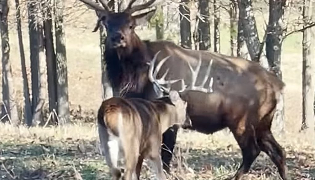 you-need-to-watch-the-willpower-of-a-deer-whooping-elk-–-k2-radio