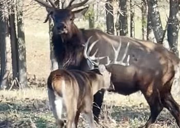 you-need-to-watch-the-willpower-of-a-deer-whooping-elk-–-k2-radio