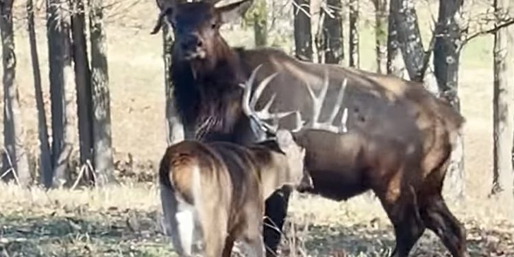 you-need-to-watch-the-willpower-of-a-deer-whooping-elk-–-k2-radio