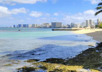 05/24/23-–-monk-seal-pup-pualani-to-be-relocated-after-weaning