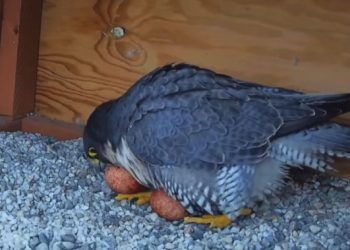 hundreds-flock-to-falcon-youtube-channel-for-glimpse-of-hatching-peregrines-–-global-news