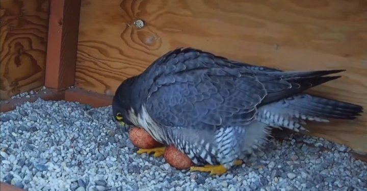 hundreds-flock-to-falcon-youtube-channel-for-glimpse-of-hatching-peregrines-–-global-news