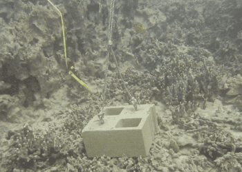 05/31/23-–-one-hundred-coral-colonies-damaged-by-cinder-block-lane-markers