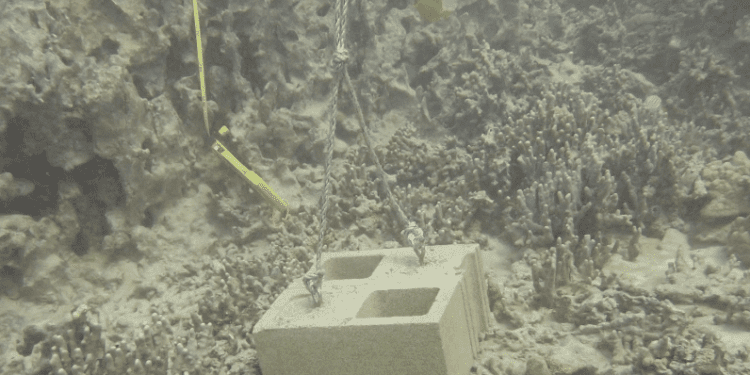 05/31/23-–-one-hundred-coral-colonies-damaged-by-cinder-block-lane-markers