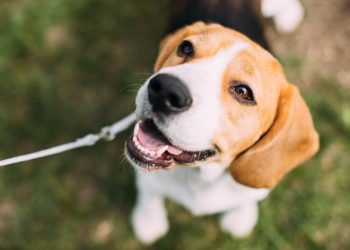 bel-air-housing-project-features-pool,-dog-park,-grooming-center-–-patch