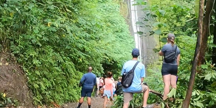 06/16/23-–-manoa-falls-trail-to-close-for-improvements-last-week-of-june