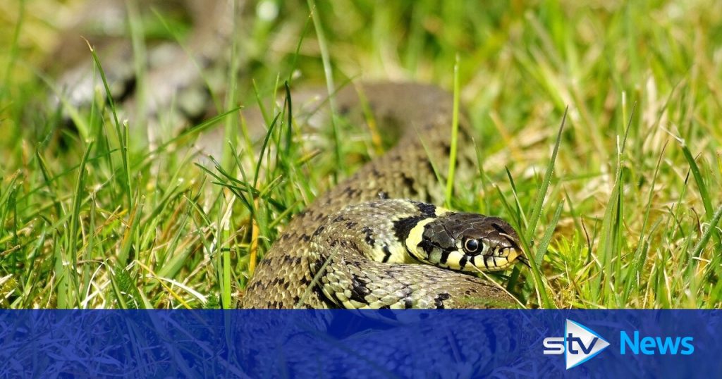 should-people-be-allowed-to-take-their-pet-snakes-sunbathing-in-parks?-–-stv-news