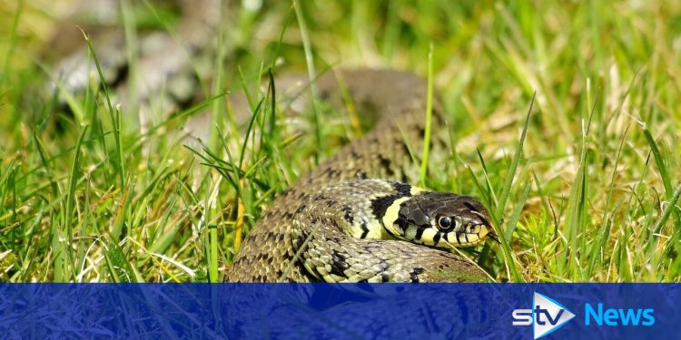 should-people-be-allowed-to-take-their-pet-snakes-sunbathing-in-parks?-–-stv-news