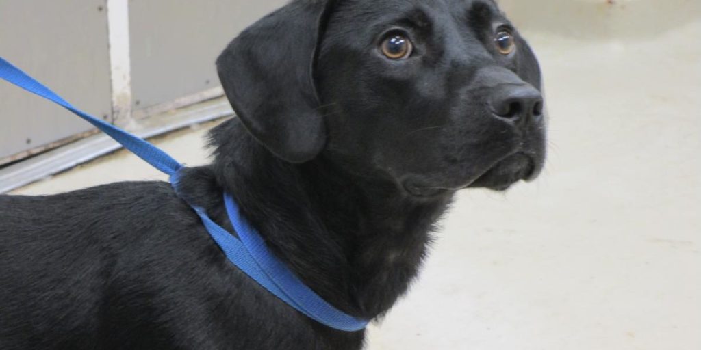 cobb-county-courier-dog-of-the-day:-“my-name-is-chip!-i'm-not-sure-how-i-wound-up-here-…