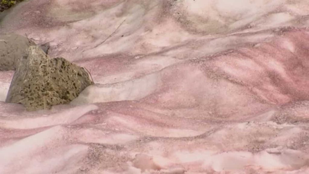 know-what-is-'watermelon-snow'-|-this-natural-phenomenon-is-making-mountains-pink-and-…-–-wion