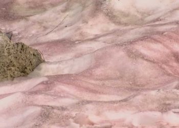 know-what-is-'watermelon-snow'-|-this-natural-phenomenon-is-making-mountains-pink-and-…-–-wion