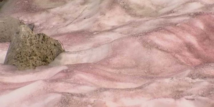 know-what-is-'watermelon-snow'-|-this-natural-phenomenon-is-making-mountains-pink-and-…-–-wion