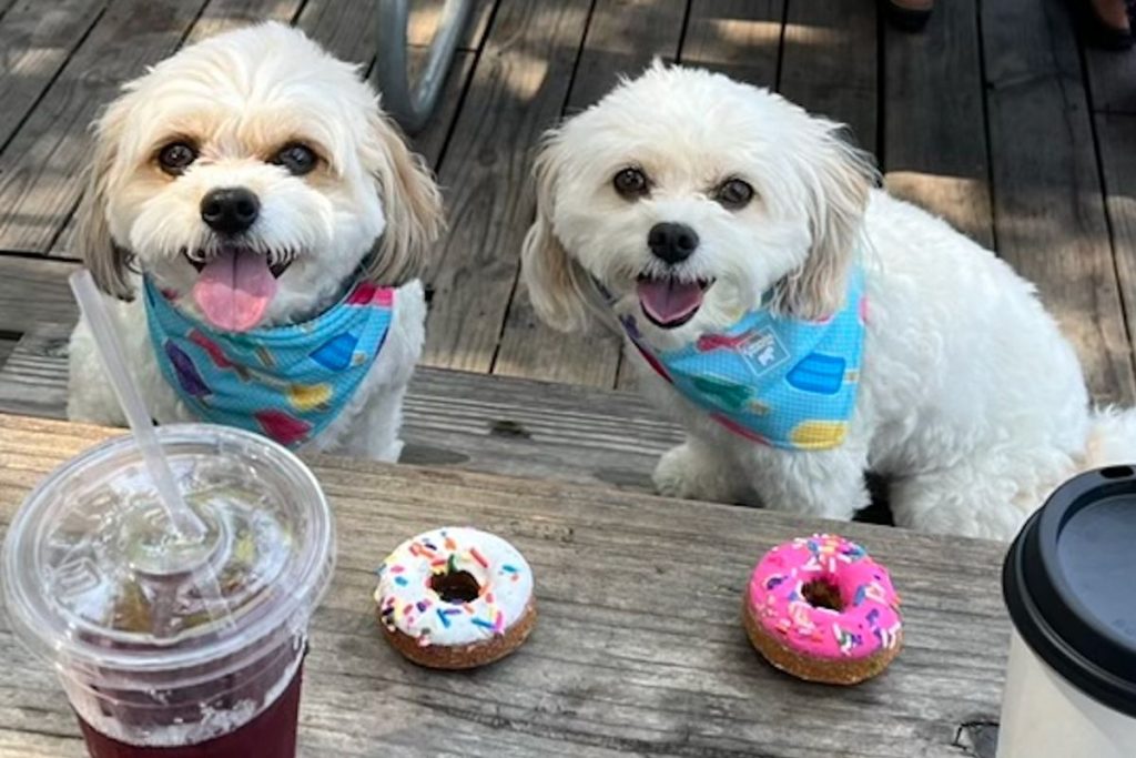 dog-siblings-reunite-in-austin-after-finding-each-other-on-instagram-–-people