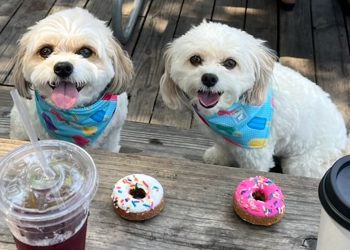 dog-siblings-reunite-in-austin-after-finding-each-other-on-instagram-–-people