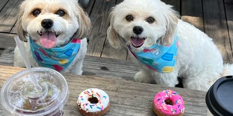 dog-siblings-reunite-in-austin-after-finding-each-other-on-instagram-–-people