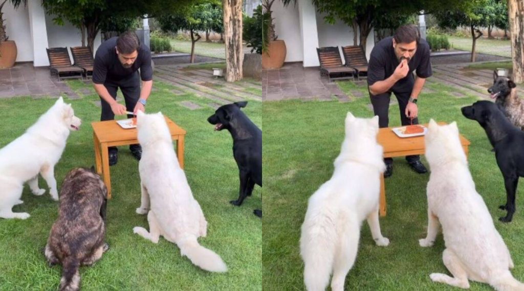 'a-glimpse-of-what-i-did-on-my-birthday':-ms-dhoni-shares-cake-cutting-video-with-his-dogs-…