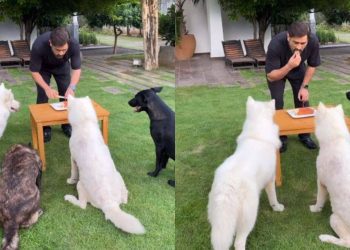 'a-glimpse-of-what-i-did-on-my-birthday':-ms-dhoni-shares-cake-cutting-video-with-his-dogs-…