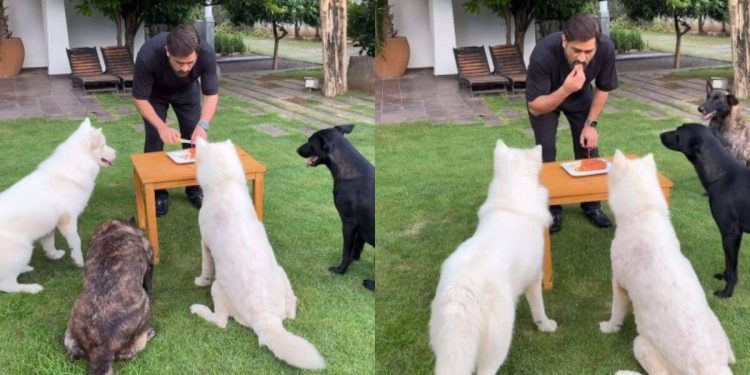 'a-glimpse-of-what-i-did-on-my-birthday':-ms-dhoni-shares-cake-cutting-video-with-his-dogs-…