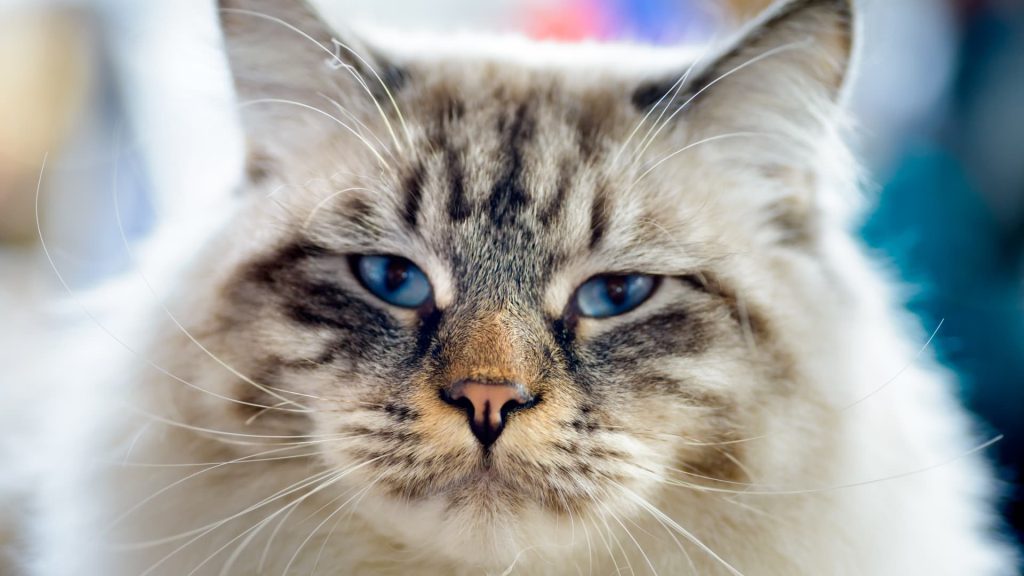 how-to-start-a-pet-sitting-side-hustle—you-could-make-as-much-as-$40-per-hour