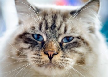 how-to-start-a-pet-sitting-side-hustle—you-could-make-as-much-as-$40-per-hour