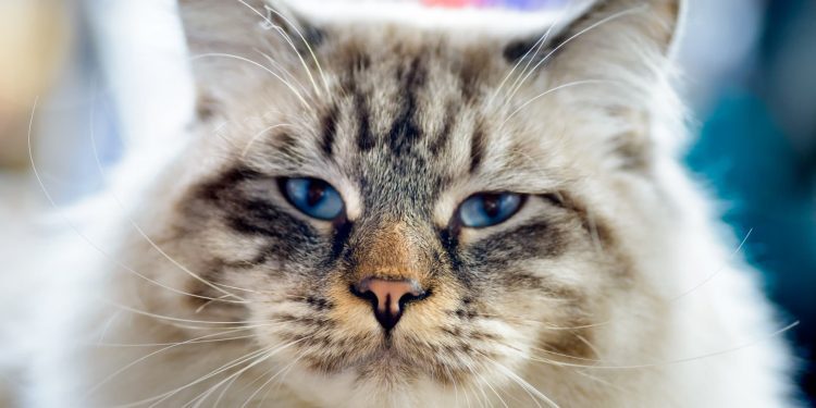 how-to-start-a-pet-sitting-side-hustle—you-could-make-as-much-as-$40-per-hour