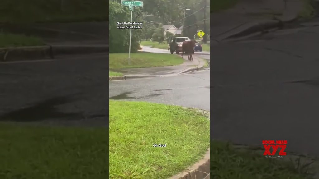 900-pound-longhorn-gets-loose-in-north-carolina-#shorts-(video)-–-social-news-xyz