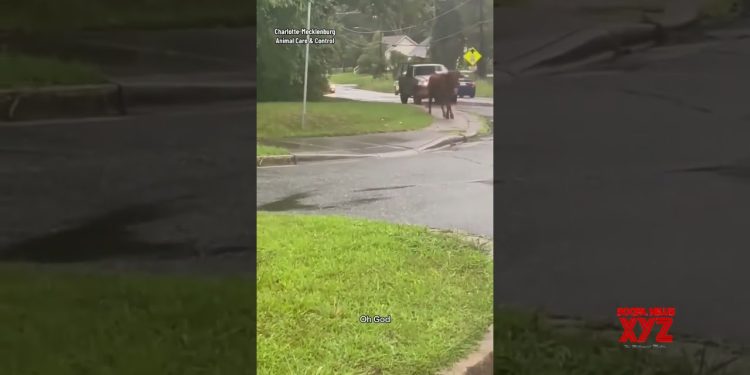 900-pound-longhorn-gets-loose-in-north-carolina-#shorts-(video)-–-social-news-xyz