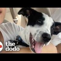 foster-pup-has-a-serious-love-for-opera-music-|-the-dodo-|-pets-–-homenewshere.com