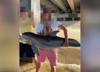 baby-dolphin-dead-after-being-held-out-of-water-for-instagram-photo,-experts-say