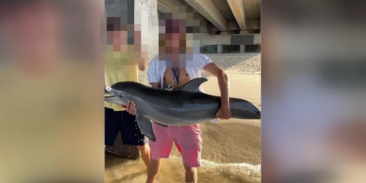 baby-dolphin-dead-after-being-held-out-of-water-for-instagram-photo,-experts-say