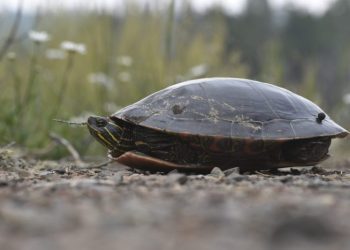 august-observations-with-larry-weber-–-wtip