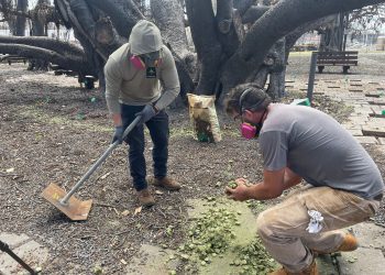 08/31/23-tlc-for-lahaina's-historic-famed-banyan-tree