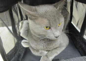 cobb-county-courier-cat-of-the-day:-“you-have-to-admit-i'm-cute.-right?-then-adopt-me-already!”