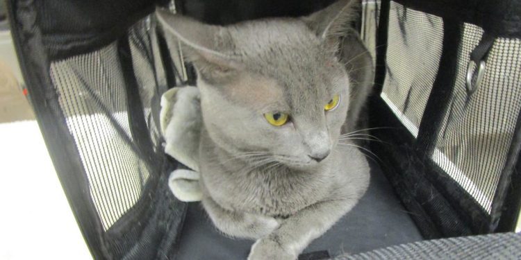 cobb-county-courier-cat-of-the-day:-“you-have-to-admit-i'm-cute.-right?-then-adopt-me-already!”