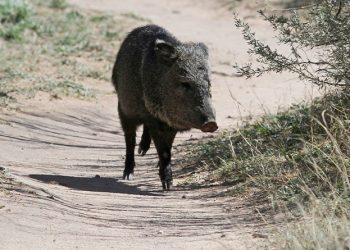 herd-of-javelinas-destroy-arizona-golf-course-–-swingu-clubhouse
