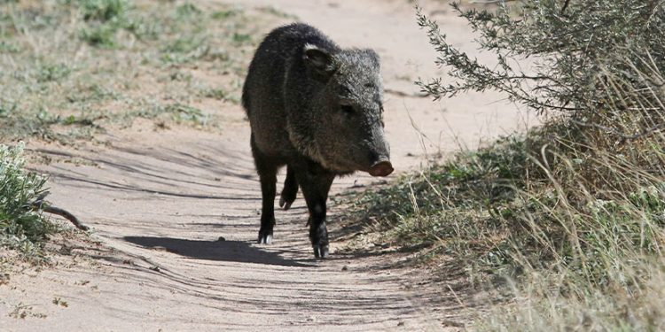 herd-of-javelinas-destroy-arizona-golf-course-–-swingu-clubhouse
