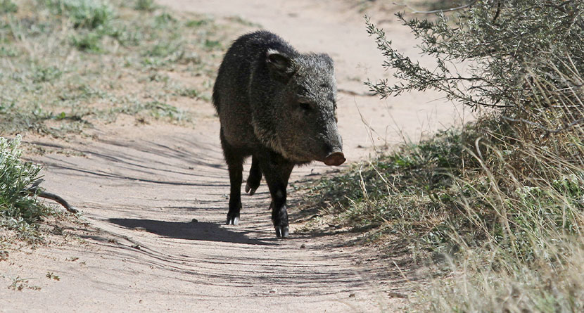 herd-of-javelinas-destroy-arizona-golf-course-–-swingu-clubhouse