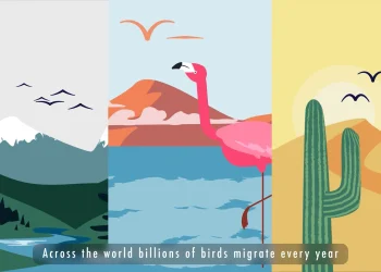 bli-flyways-animation-–-english-w-english-captions-on-vimeo