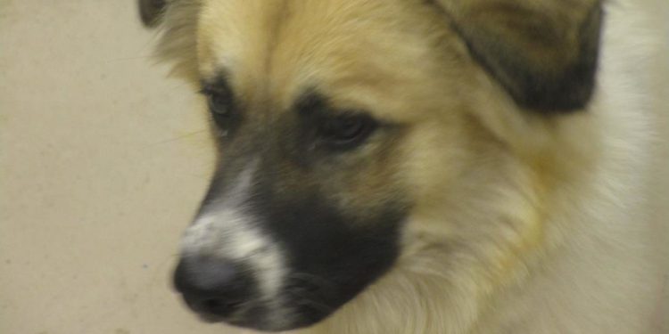cobb-county-courier-dog-of-the-day:-“i'm-a-shy-young-dog-in-need-of-a-loving-family.-please-…