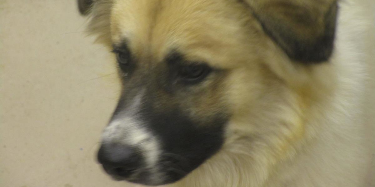 cobb-county-courier-dog-of-the-day:-“i'm-a-shy-young-dog-in-need-of-a-loving-family.-please-…