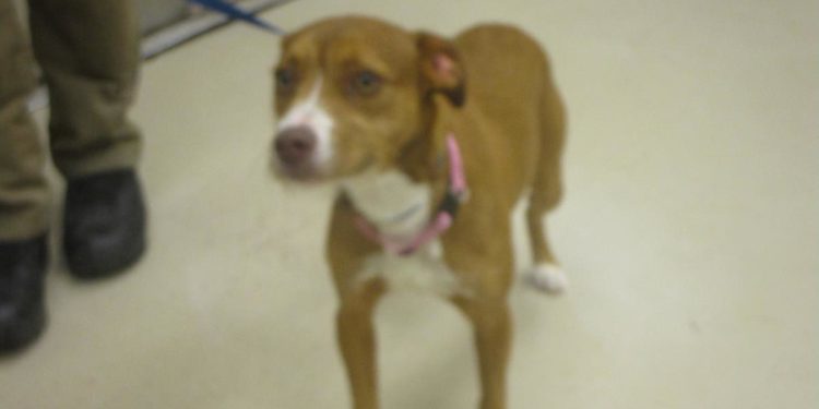 cobb-county-courier-dog-of-the-day:-“i-am-a-small,-sweet-terrier-mix-in-need-of-a-loving-home!”