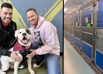 elvis,-only-dog-not-adopted-at-shelter's-adoption-event,-gets-forever-home-–-nbc15