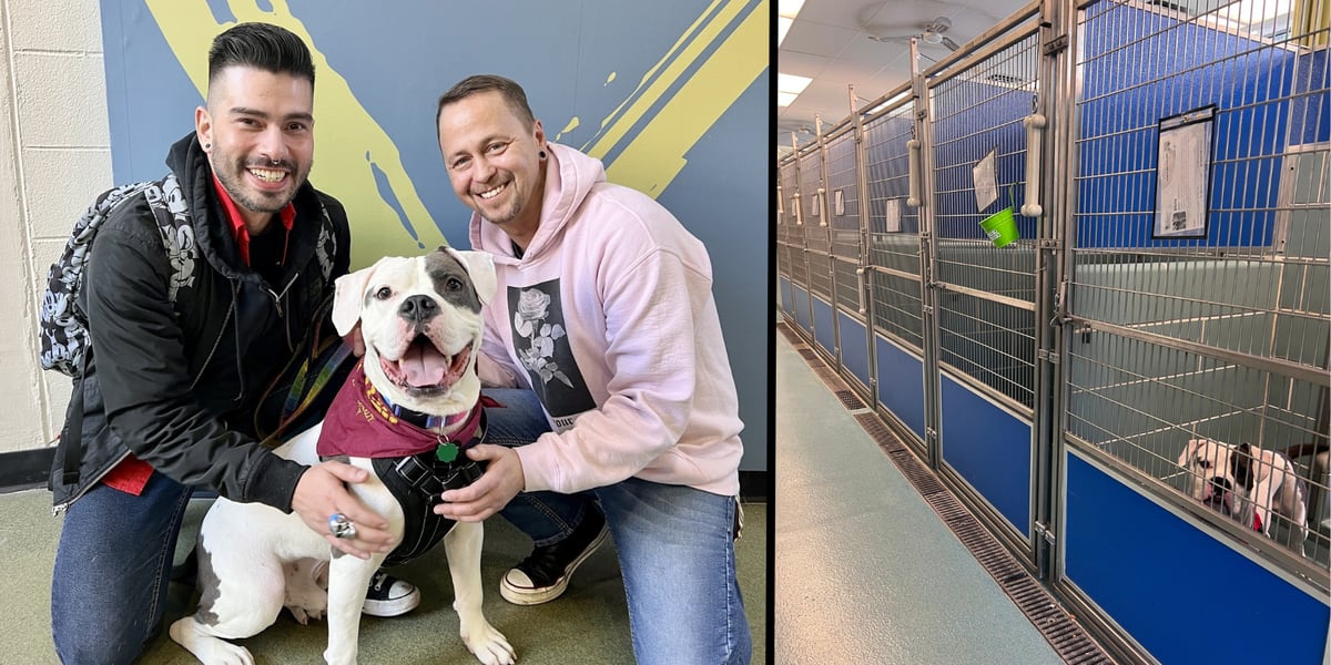 elvis,-only-dog-not-adopted-at-shelter's-adoption-event,-gets-forever-home-–-nbc15