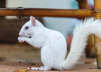 'pearl-the-squirrel':-albino-squirrel-delights-instagram-followers-after-taking-up-…-–-fox-13-tampa-bay