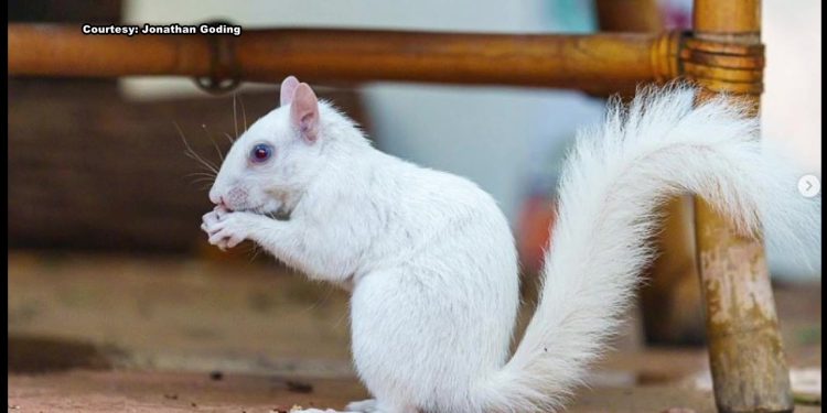 'pearl-the-squirrel':-albino-squirrel-delights-instagram-followers-after-taking-up-…-–-fox-13-tampa-bay